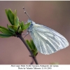 pieris napi1male2